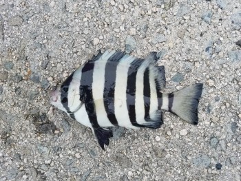 CYMERA_20170921_183118[1]